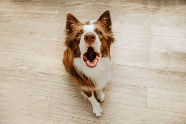 perro brown border collie mirando hacia arriba ladrando