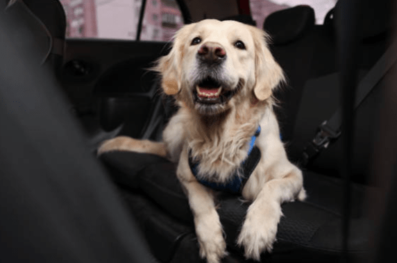 perro-arnes-cinturon-coche