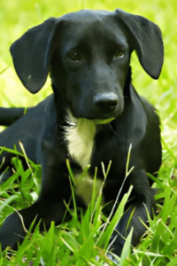 cachorro en la naturaleza