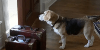 perro esperando a su tutor